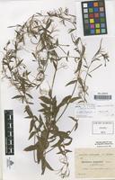 Syntype of Epilobium augustinii Sennen [family ONAGRACEAE]