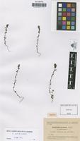 Type of Euphrasia ceretana Sennen [family SCROPHULARIACEAE]