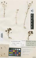 Lectotype of Saxifraga cuneifolia Cav. [family SAXIFRAGACEAE]