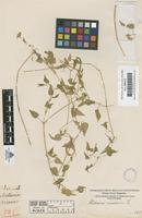 Filed as Stellaria nemorum L. [family CARYOPHYLLACEAE]