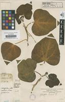 Filed as Jatropha curcas L. [family EUPHORBIACEAE]