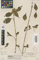 Filed as Euphorbia heterophylla L. [family EUPHORBIACEAE]