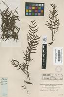 Filed as Schinus molle L. [family ANACARDIACEAE]