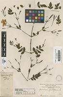 Filed as Jasminum grandiflorum L. [family OLEACEAE]