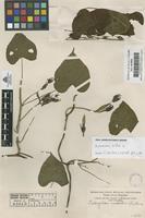 Filed as Ipomoea alba L. [family CONVOLVULACEAE]