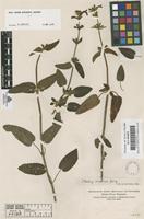 Original material of Stachys coccinea Jacq. [family LABIATAE]