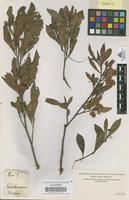 Filed as Dodonaea viscosa [family SAPINDACEAE]