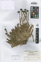 Isotype of Paepalanthus alpinus Koern [family ERIOCAULACEAE]