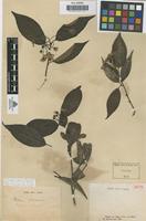 Isotype of Photinia fokienensis [family ROSACEAE]