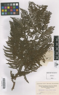 Original material of Alsophila quadripinnata (J.F. Gmel.) C. Chr. [family CYATHEACEAE]