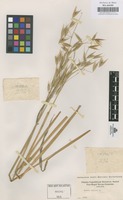 Original material of Avena sativa L. [family GRAMINEAE]