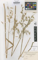 Original material of Avena sativa L. [family GRAMINEAE]