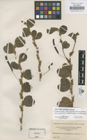 Original material of Chamaecrista rotundifolia (Pers.) Greene var. grandiflora (Benth.) Irwin & Barneby [family LEGUMINOSAE-CAESALPINIOIDEAE]