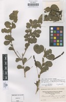 Original material of Chamaecrista rotundifolia (Pers.) Greene var. grandiflora (Benth.) Irwin & Barneby [family LEGUMINOSAE-CAESALPINIOIDEAE]