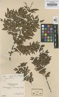 Original material of Nothofagus dombeyi (Mirb.) Oerst. [family FAGACEAE]