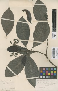 Original material of Psychotria alba Ruiz & Pav. [family RUBIACEAE]
