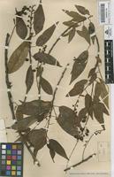 Original material of Prunus capuli Cav. var. salicifolia (H.B.K.) Koehne [family ROSACEAE]