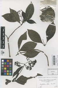 Original material of Psychotria alba Ruiz & Pav. [family RUBIACEAE]