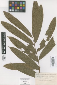Original material of Talisia pinnata (Ruiz & Pav.) Radlk. [family SAPINDACEAE]