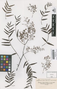 Original material of Schinus molle L. [family ANACARDIACEAE]