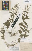 Isotype of Epilobium costeanum Sennen [family ONAGRACEAE]