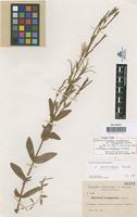 Isotype of Epilobium parviflorum var. lanuginosum Sennen [family ONAGRACEAE]