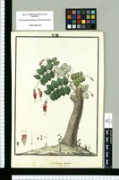 Sarmienta repens / Galvez. Original drawing from Ruiz & Pavón's Expedition (1777-1816)