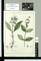 Dianthera ciliata y Dianthera multiflora / J[osé] Rubio del. Original drawing from Ruiz & Pavón's Expedition (1777-1816)