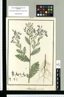 Schizanthus pinnatus / I[sidro] Galvez del. Original drawing from Ruiz & Pavón's Expedition (1777-1816)