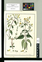 Calceolaria inflexa y Calceolaria bicolor / lo dibuxó J[osep]h Rubio. Original drawing from Ruiz & Pavón's Expedition (1777-1816)