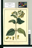 Calceolaria bicrenata / Fran[cis]co Pulgar. Original drawing from Ruiz & Pavón's Expedition (1777-1816)