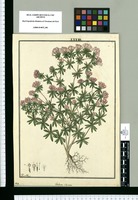Verbena clavata / Fran[cis]co Pulgar. Original drawing from Ruiz & Pavón's Expedition (1777-1816)