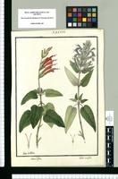 Salvia biflora y Salvia acutifolia / Ysidro de Galvez. Original drawing from Ruiz & Pavón's Expedition (1777-1816)