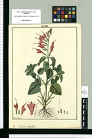 Salvia oppositiflora / Fran[cis]co Pulgar. Original drawing from Ruiz & Pavón's Expedition (1777-1816)
