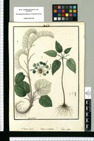 Peperomia secunda, Peperomia umbilicata y Peperomia foliflora [sic] / Ysidro de Galvez. Original drawing from Ruiz & Pavón's Expedition (1777-1816)