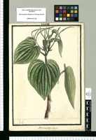 Peperomia dependens / Brunete. Original drawing from Ruiz & Pavón's Expedition (1777-1816)