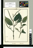 Piper crocatum y Piper scabrum / Ysidro de Galvez. Original drawing from Ruiz & Pavón's Expedition (1777-1816)