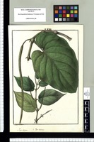 Piper obliquum y Piper carpunya / Ysidro de Galvez. Original drawing from Ruiz & Pavón's Expedition (1777-1816)
