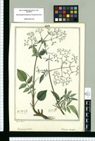 Valeriana paniculata y Valeriana decussata / Joseph Rubio. Original drawing from Ruiz & Pavón's Expedition (1777-1816)