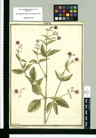 Calyxhymenia expansa / J[ose]ph Brunete. Original drawing from Ruiz & Pavón's Expedition (1777-1816)