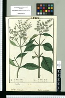 Buddleja occidentalis y Buddleja americana / Josef Rubio. Original drawing from Ruiz & Pavón's Expedition (1777-1816)