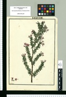 Hedyotis setosa / Fran[cis]co Pulgar. Original drawing from Ruiz & Pavón's Expedition (1777-1816)