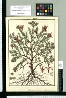 Krameria triandra (Ratanhia) / Galvez. Original drawing from Ruiz & Pavón's Expedition (1777-1816)
