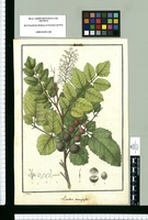 Quadria heterophylla / Galvez. Original drawing from Ruiz & Pavón's Expedition (1777-1816)