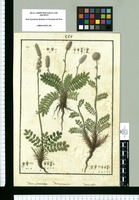 Acaena cylindristachya, Acaena pinnatifida y Acaena trifida. Original drawing from Ruiz & Pavón's Expedition (1777-1816)