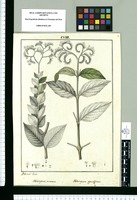 Heliotropium incanum y Heliotropium oppositifolium / Lo dibuxó Rubio. Original drawing from Ruiz & Pavón's Expedition (1777-1816)