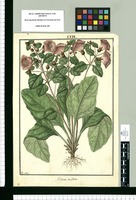 Nolana inflata / Fran[cis]co Pulgar. Original drawing from Ruiz & Pavón's Expedition (1777-1816)