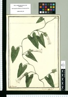 Convolvulus sepium L. Flor. Per. / J[ose]ph Brunete. Original drawing from Ruiz & Pavón's Expedition (1777-1816)