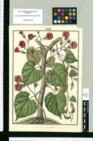 Ipomoea acuminata / Fran[cis]co Pulgar. Original drawing from Ruiz & Pavón's Expedition (1777-1816)