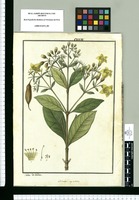 Lisianthus [sic] corymbosus / Ysidro de Galvez. Original drawing from Ruiz & Pavón's Expedition (1777-1816)